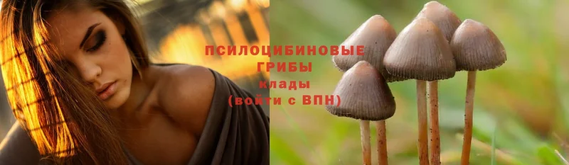 где продают   Бикин  Псилоцибиновые грибы Psilocybe 